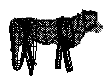 cow